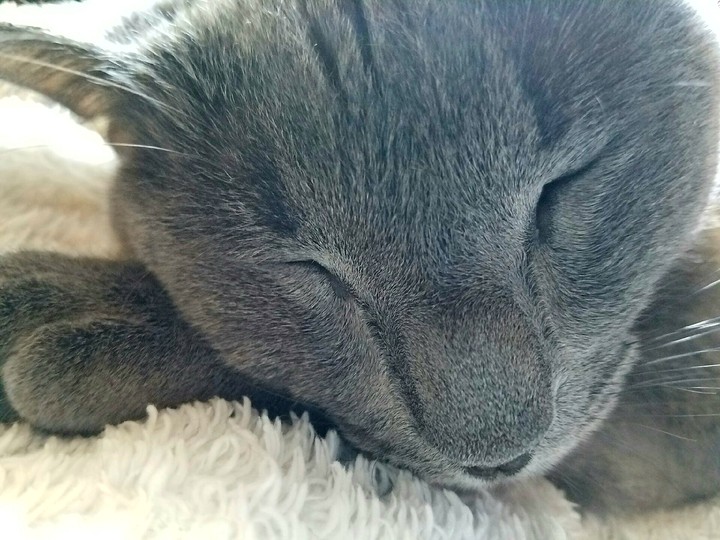 Sleepy cat