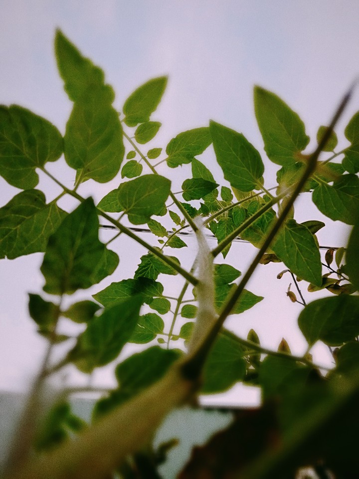 green trees