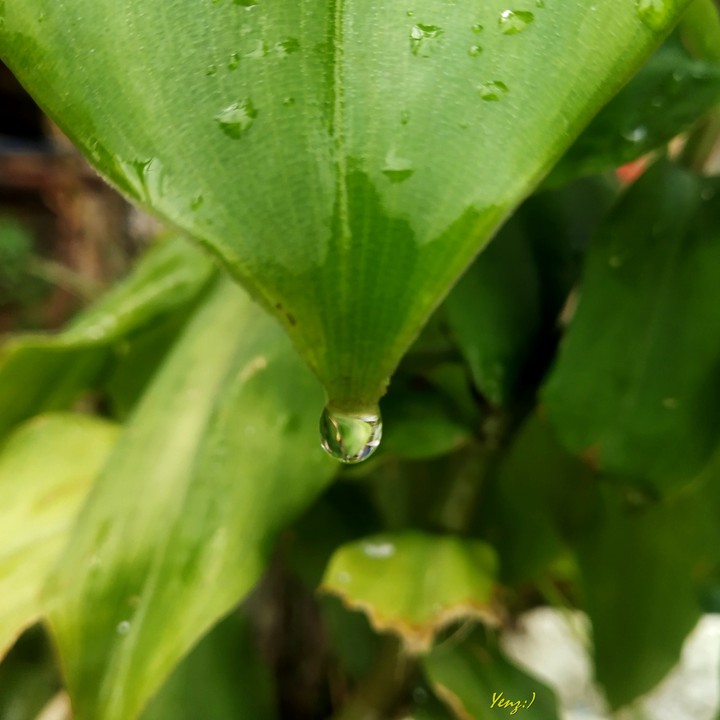 Water Droplet