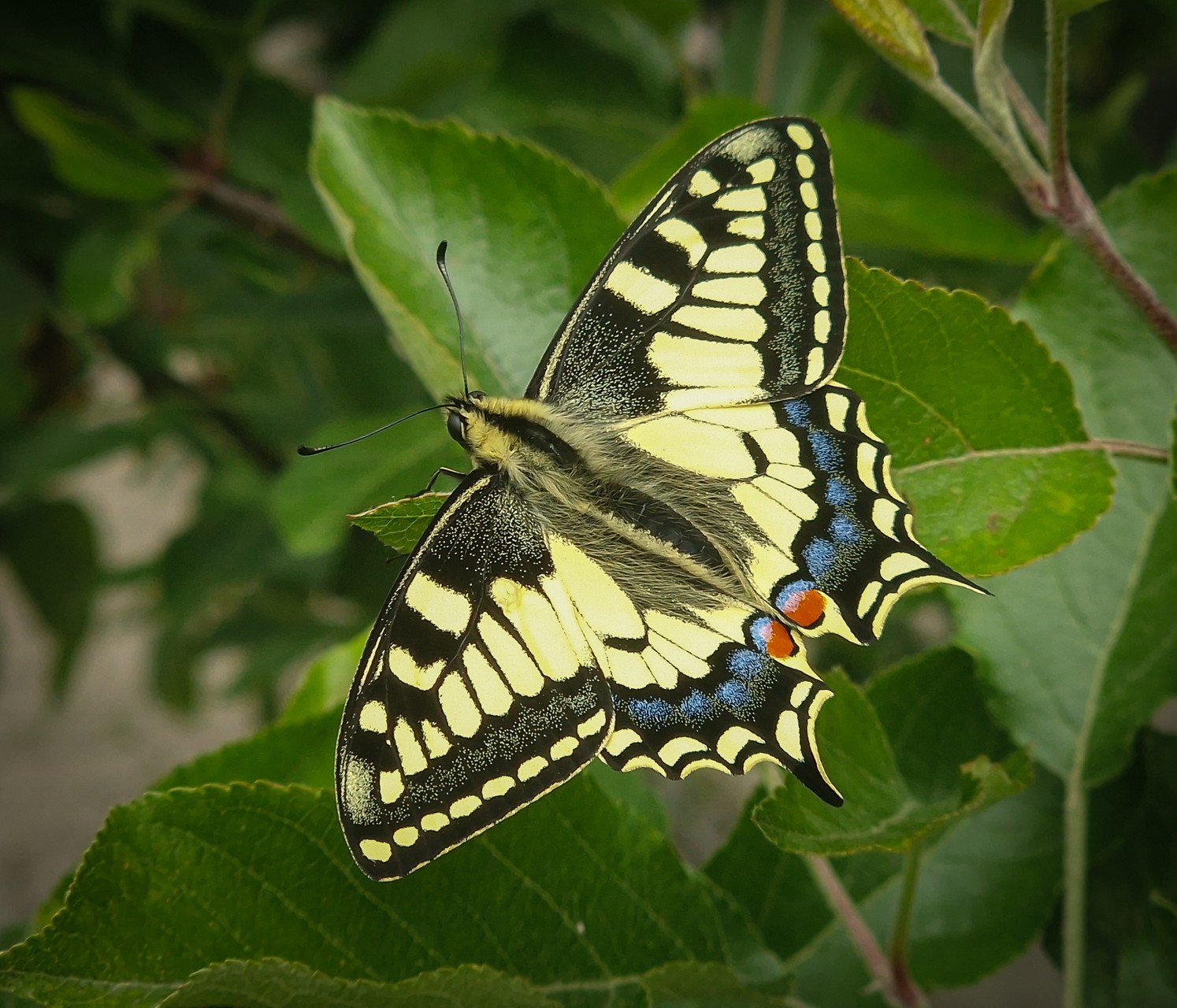 Schmetterling, Schwalbenschwanz