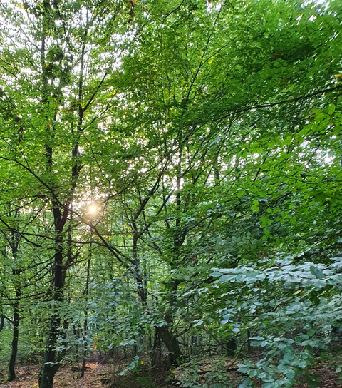 morgensonne