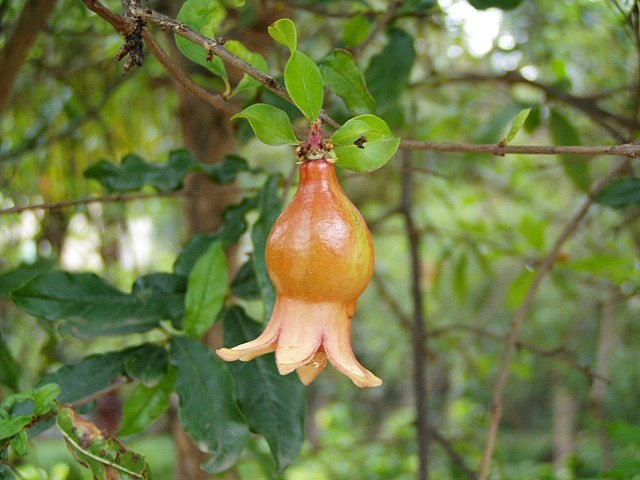 pomegranate