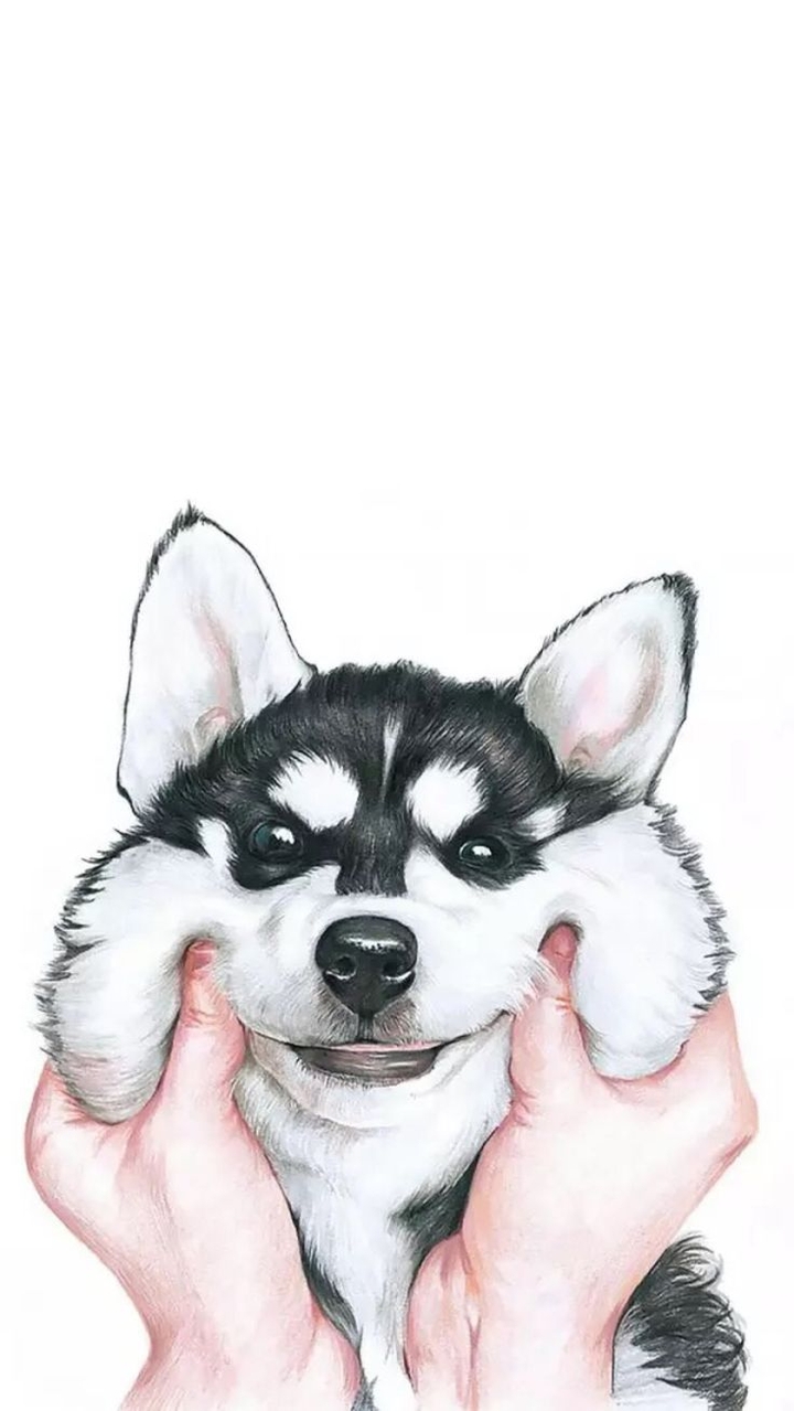 cute husky