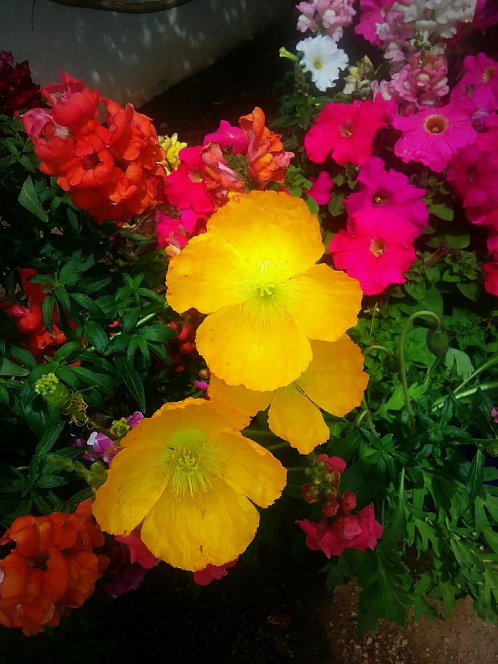 Flower