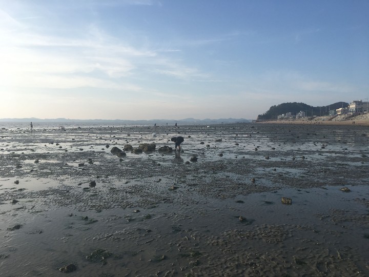 mud flat