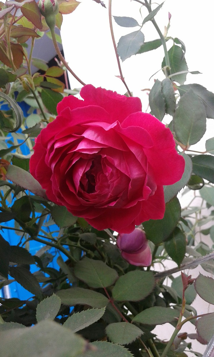 Wonderfull rose.