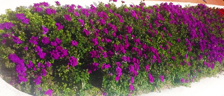 purple flowers