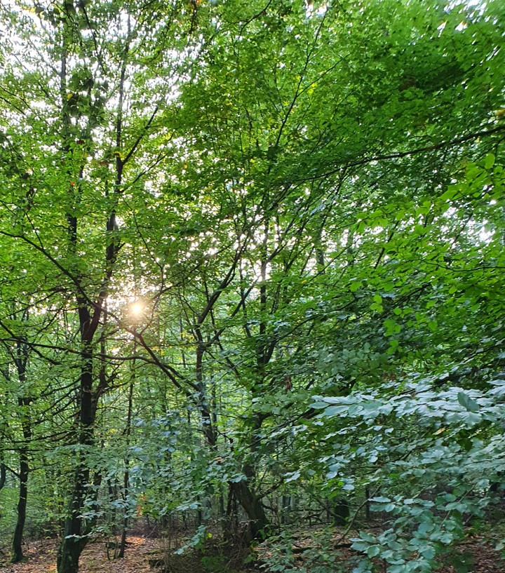 morgensonne