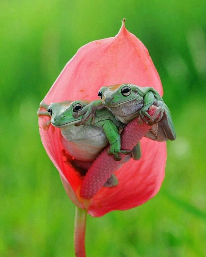 frogs love