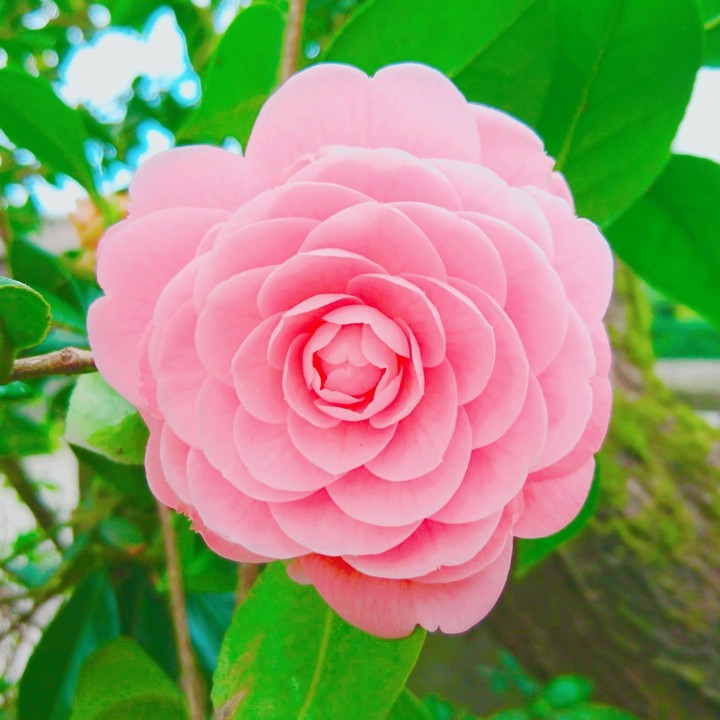 flower