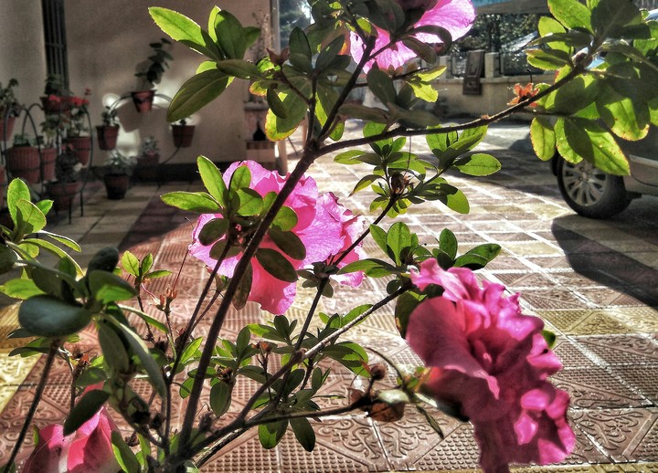 pink flowers..!