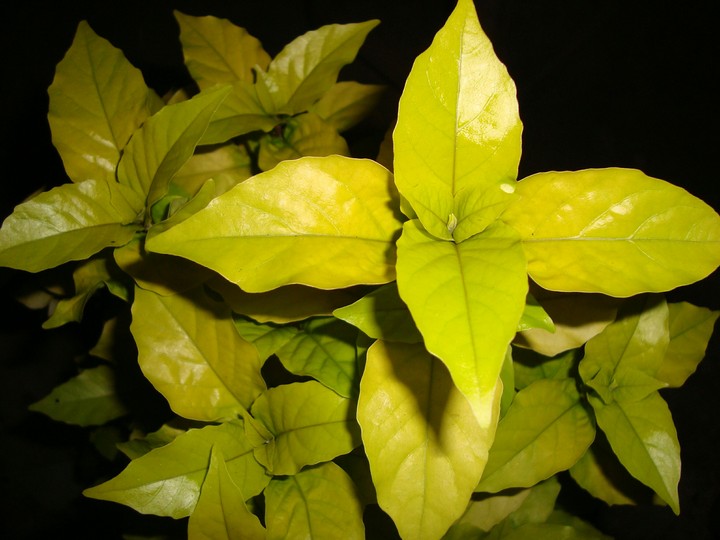 luminous leaves
