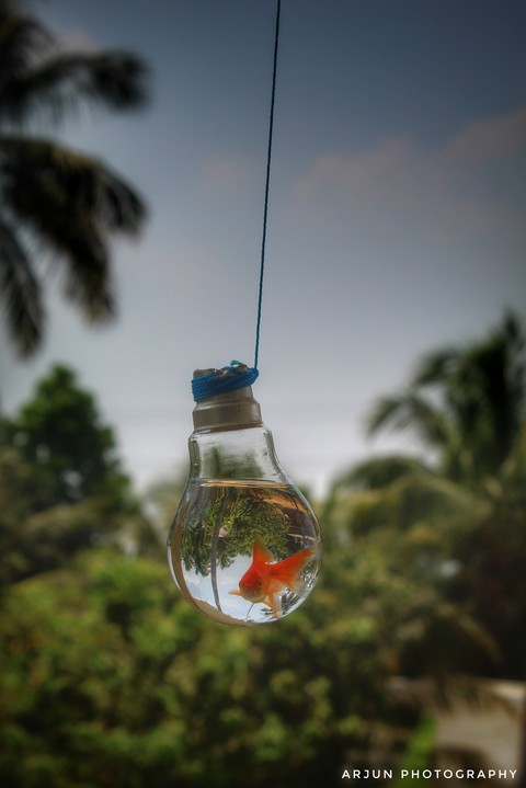 goldfish