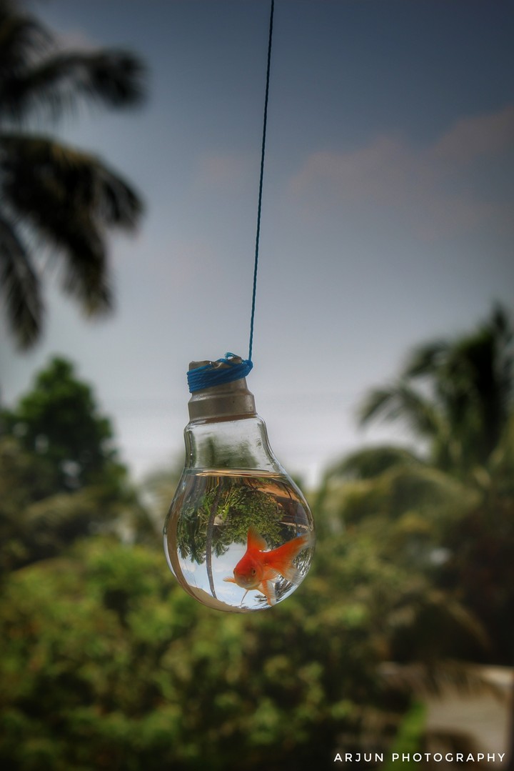 goldfish
