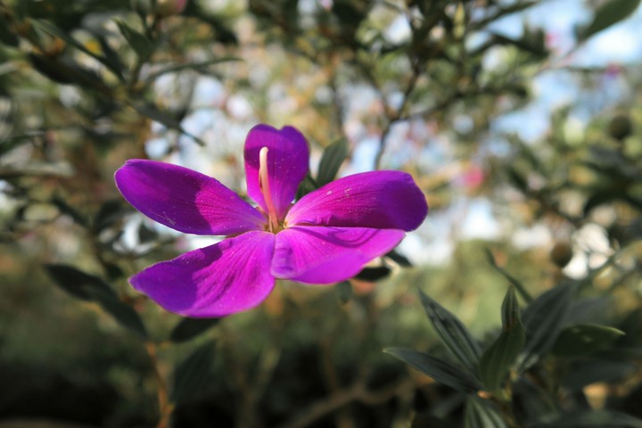 Melastoma