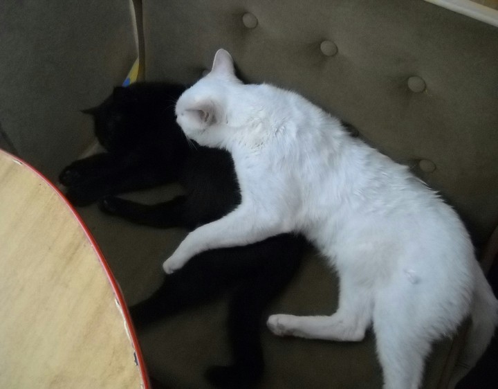 мои котики