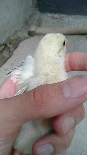 She is calling her mother
