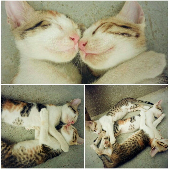Cat Sleeping