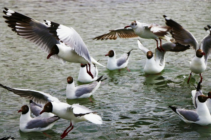 flock