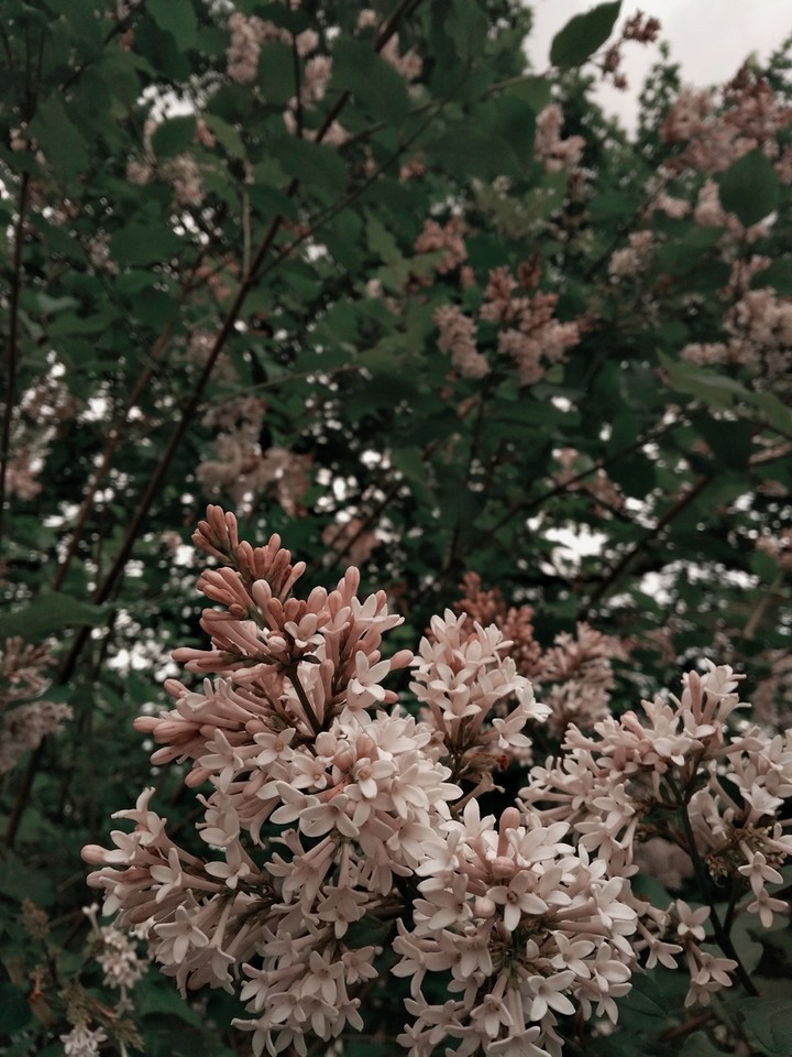 pink flowers
