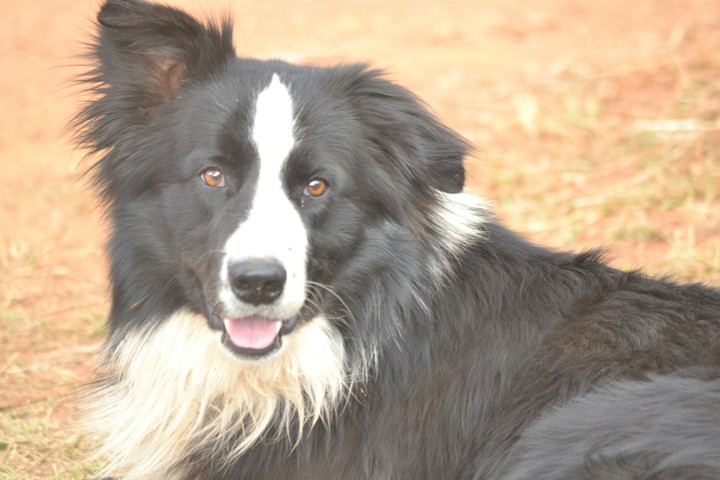 My Charlie boy, best dog ever