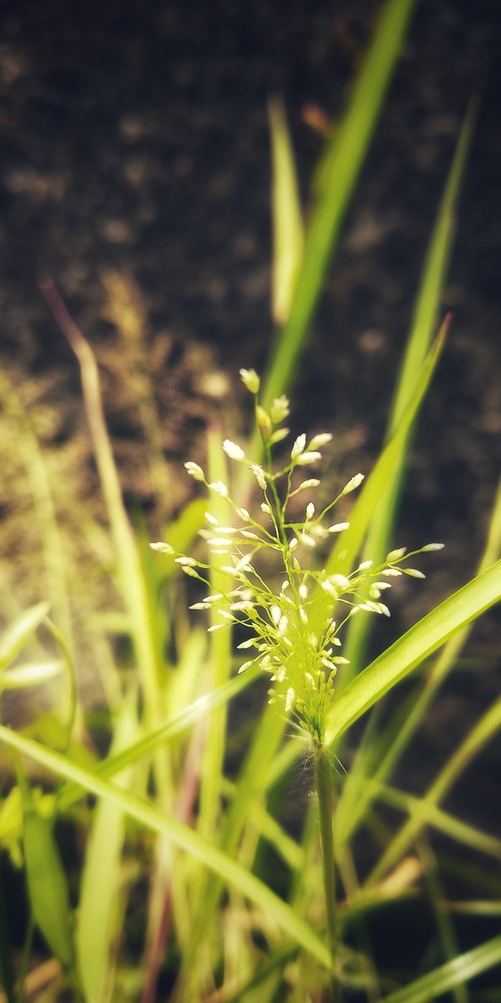 #Grass