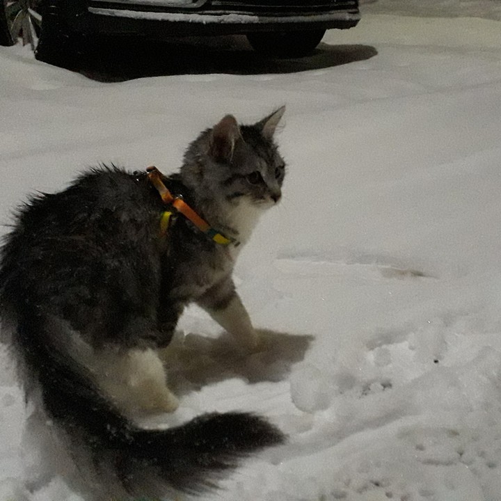 кошка