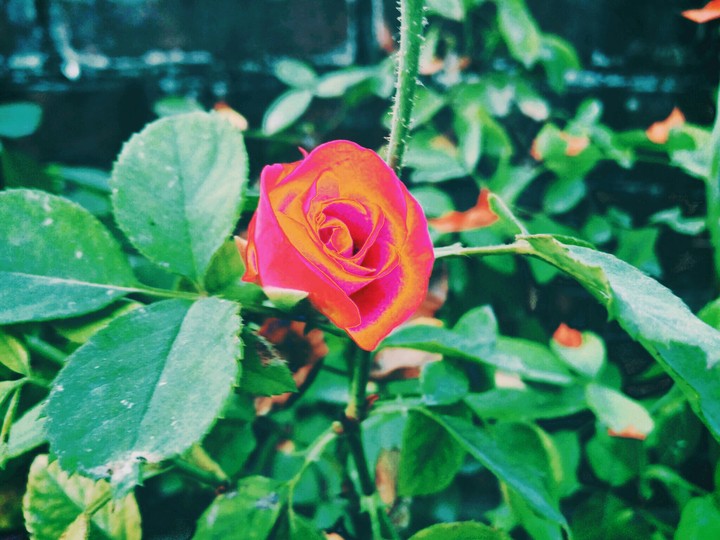 Rose