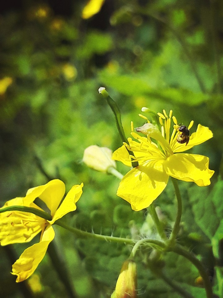 Small bug on a yellow flower