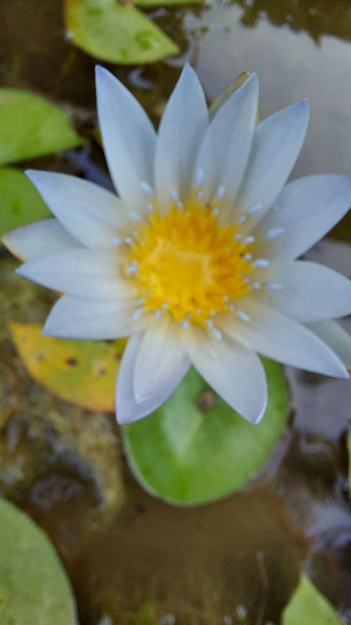 white Lotus