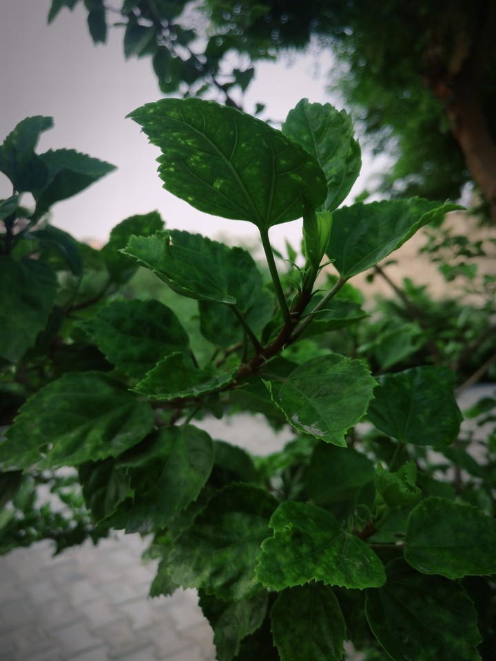 green blur background close up
