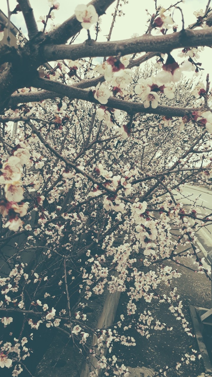 Spring