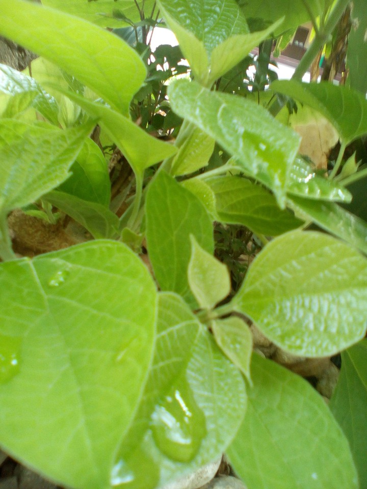 wet leaves