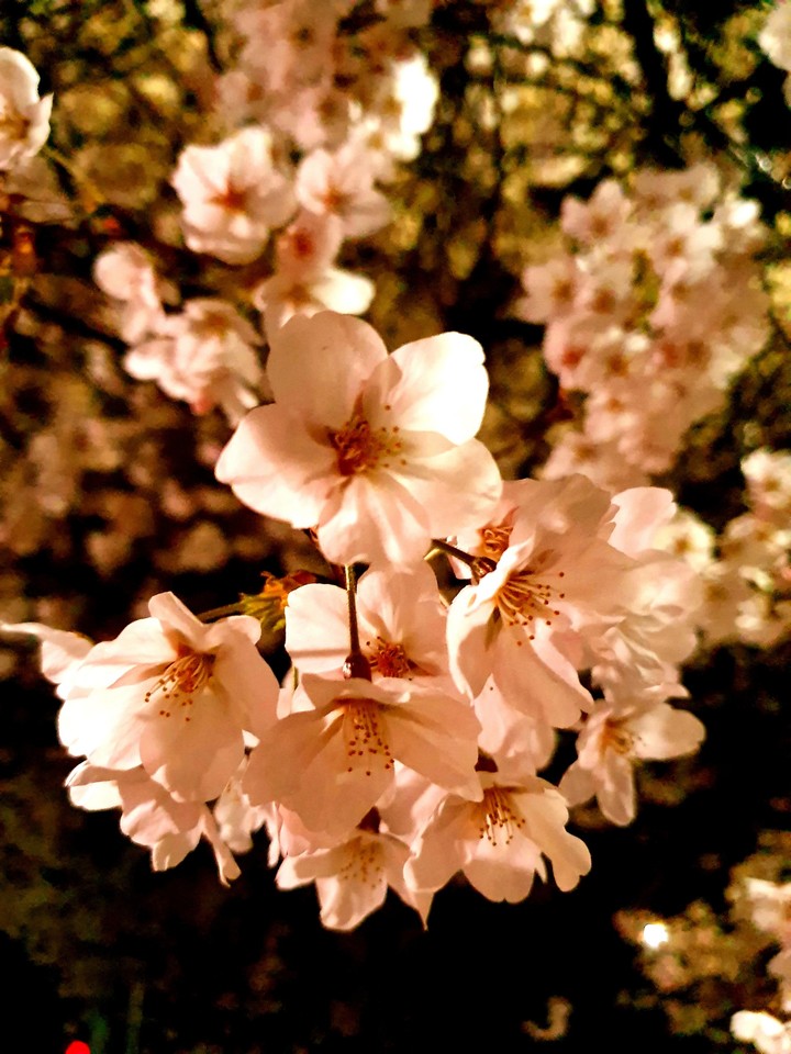 벚꽃이에요.