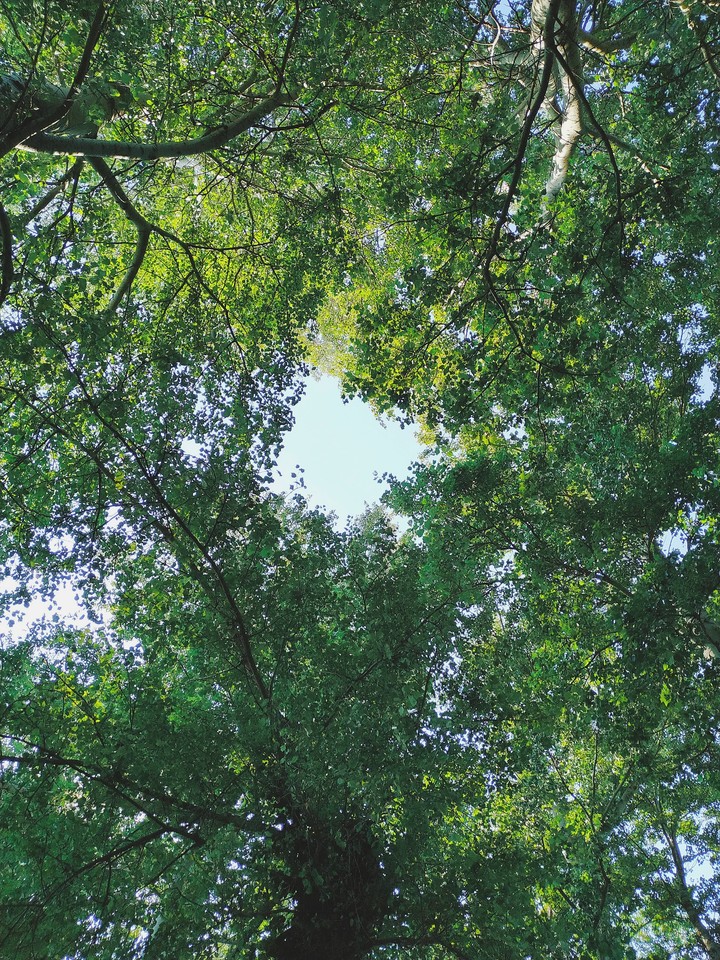 forest