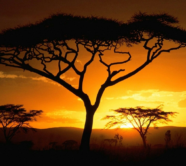 Trees and sunset