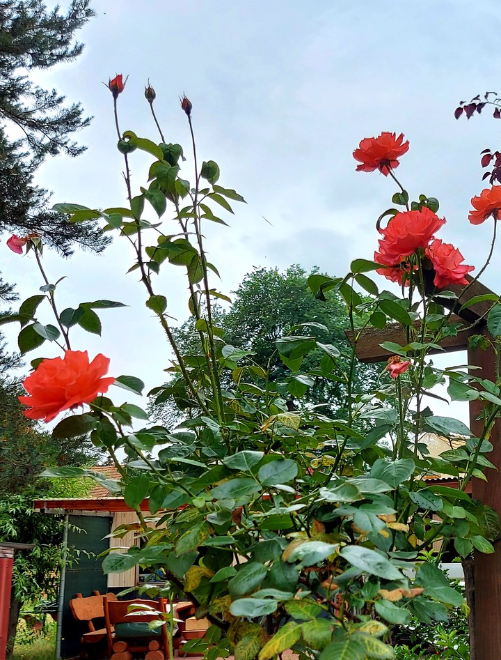 Rosen blühen in Orange