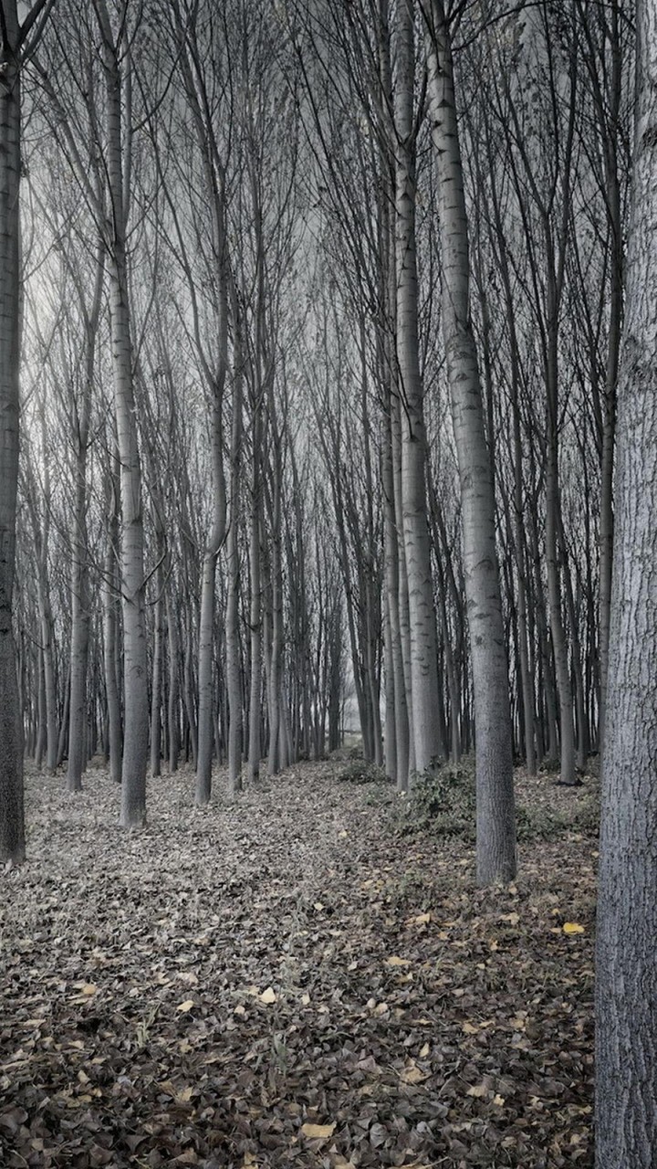 Forest Landscape