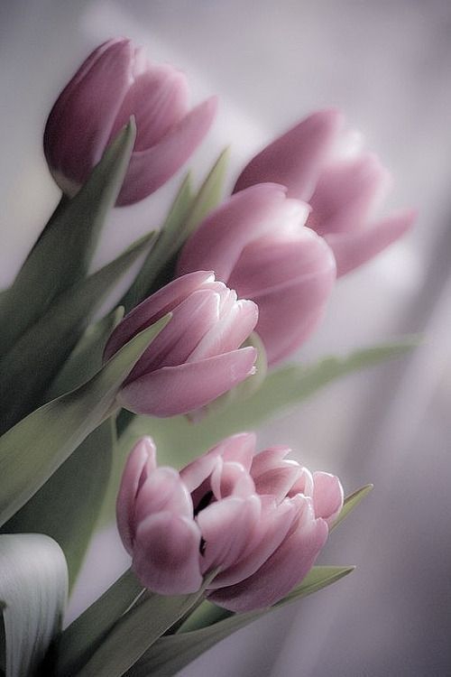 Pink tulips.