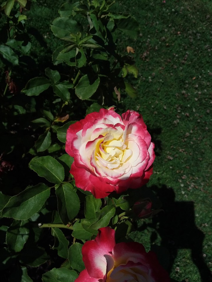 flowers