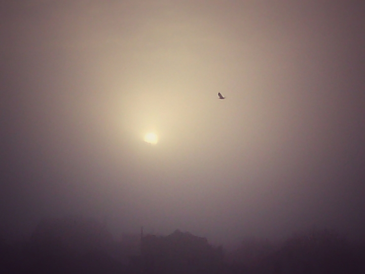 Morning & frost
