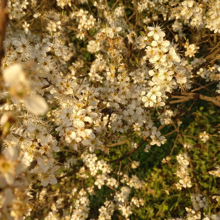 White flowers
