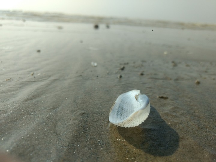shell on a beach