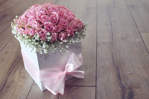 sfondi rose, plant
