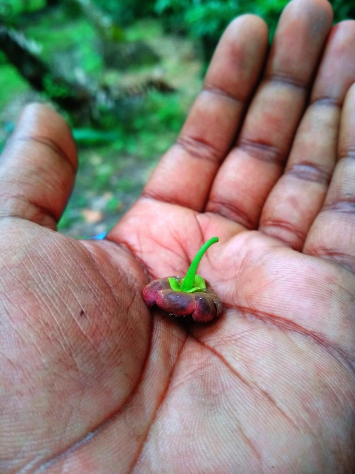 seed