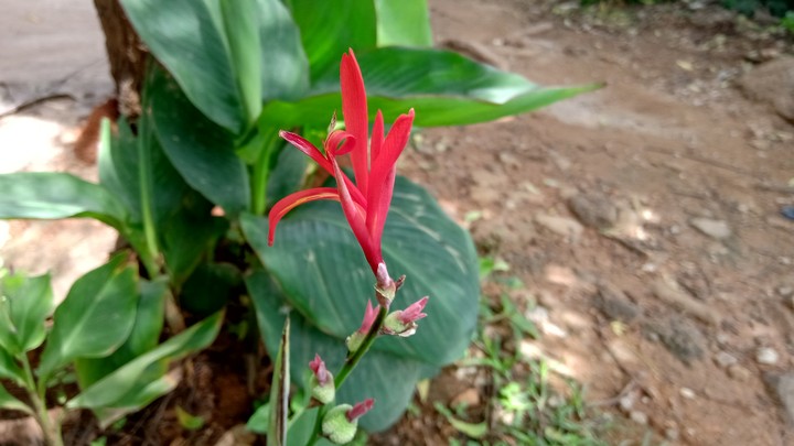 flower flower