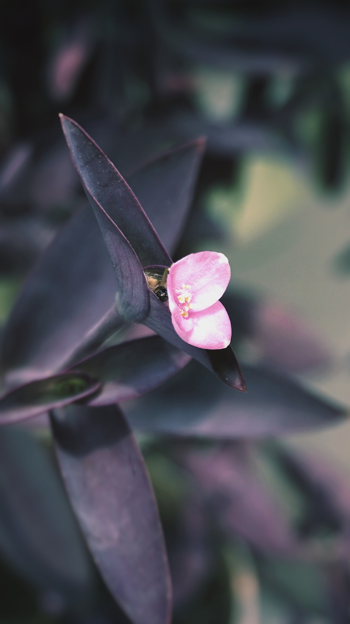 Purple heart