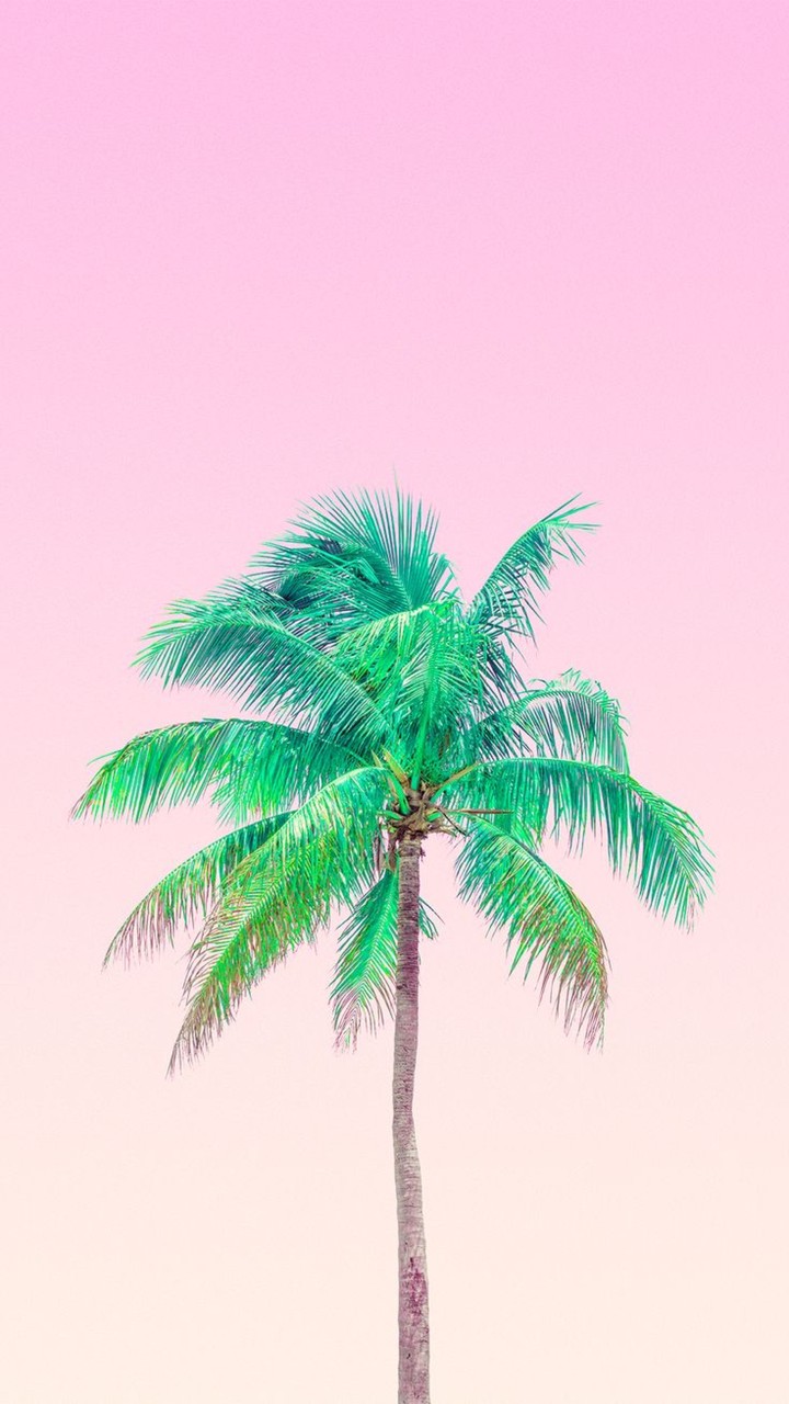 palm and pink sky