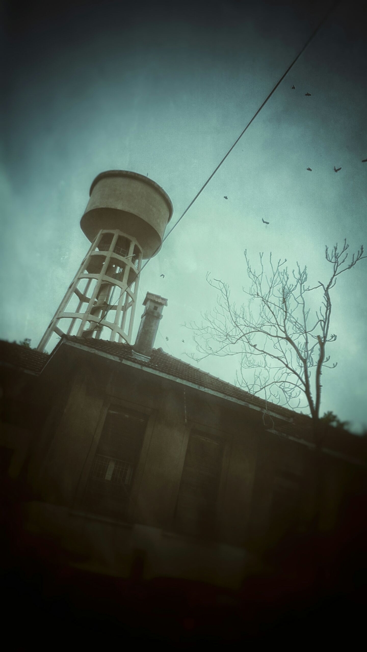 Crows in the Sky