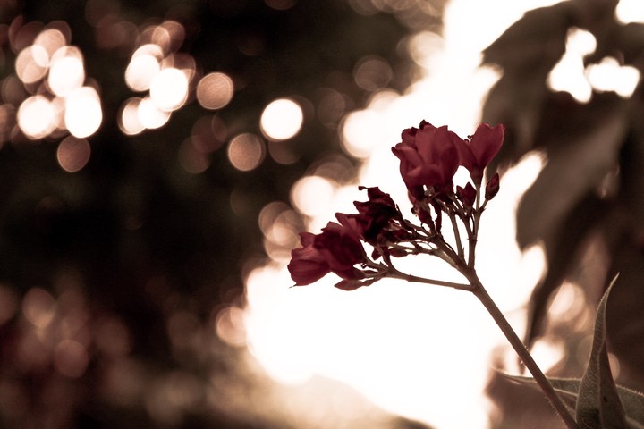 warm flower